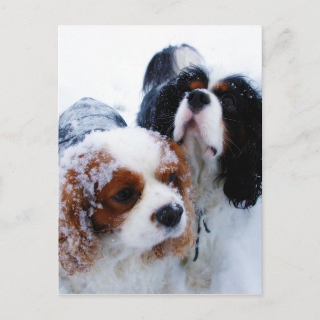 Cavaliers in the Snow Postcard (Front)
