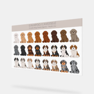 Cavapoo, Cavoodle dog mix Acrylic Sign