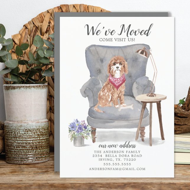 Cavapoo Dog | Moving Announcement (Creator Uploaded)