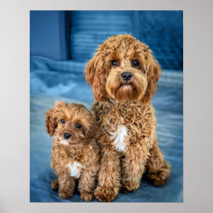 Cavapoo Dog Puppy Adorable Poster