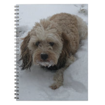 Cavapoo notebook