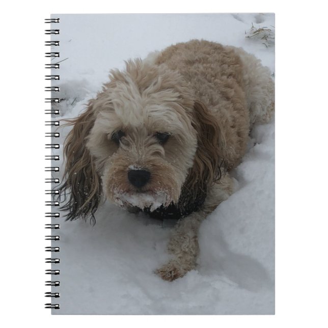 Cavapoo notebook (Front)