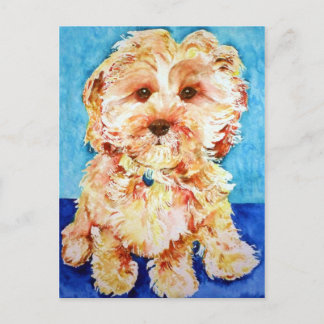 Cavapoo " Ollie". Postcard