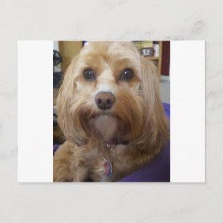 Cavapoo or Cavadoodle products Postcard
