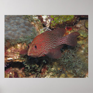 Caye Calker Graysby Poster