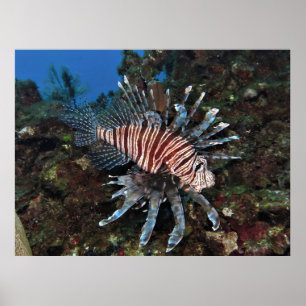 Caye Caulker Lionfish Poster