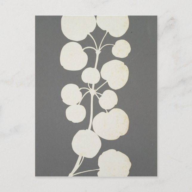 Cayenne Pepper Postcard (Front)