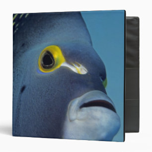 Cayman Islands, French Angelfish Pomacanthus Binder