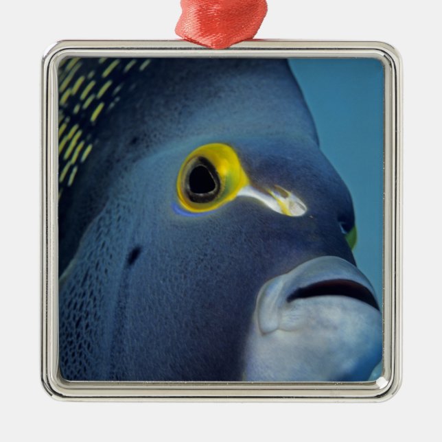 Cayman Islands, French Angelfish Pomacanthus Metal Ornament (Front)