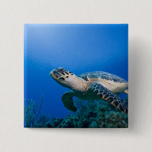 Cayman Islands, Little Cayman Island, Underwater 2 Inch Square Button