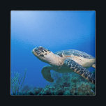 Cayman Islands, Little Cayman Island, Underwater 2 Magnet<br><div class="desc">COPYRIGHT Paul Souders / DanitaDelimont.com | CA42 PSO0093.jpg | Cayman Islands,  Little Cayman Island,  Underwater view of Hawksbill Turtle (Eretmochelys imbricata) swimming above coral reef near Bloody Bay Wall</div>