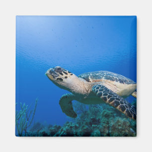 Cayman Islands, Little Cayman Island, Underwater 2 Magnet