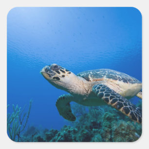Cayman Islands, Little Cayman Island, Underwater 2 Square Sticker