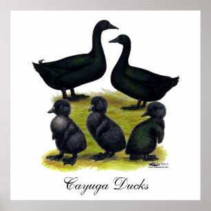 Cayuga Duck Family Poster