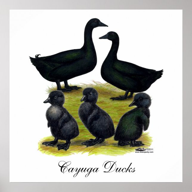 Cayuga Duck Family Poster (Front)