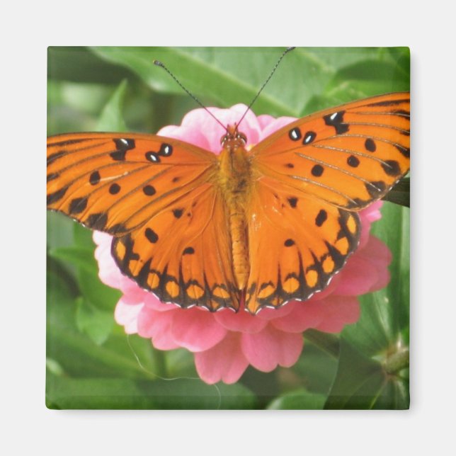 CC- Magnet papillon (Devant)