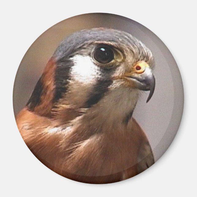 cd2 017 magnet (Front)