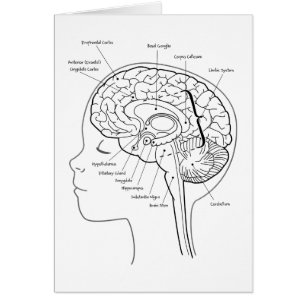 Ce qui est dans votre cerveau
