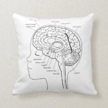 Ce qui est dans votre coussin de cerveau