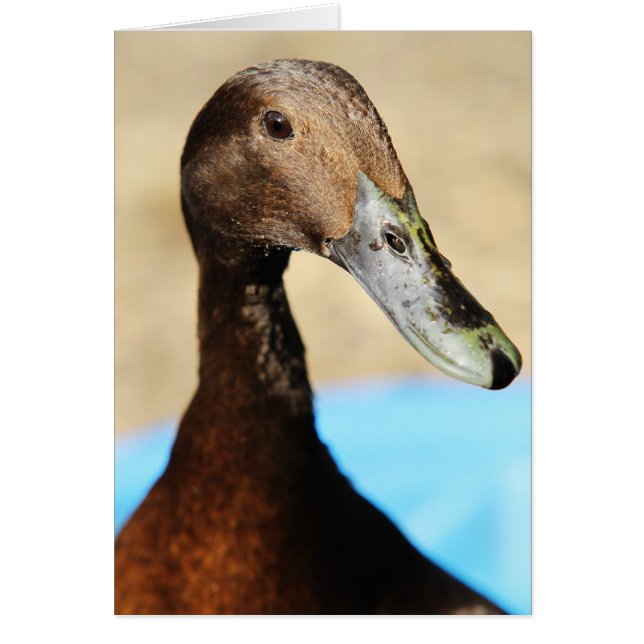 CE QUI EST VERS LE HAUT DE CANARD (Devant)