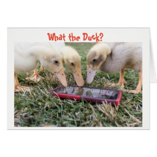 Ce qui le canard ?