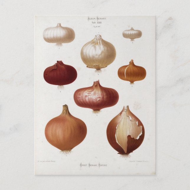 Cebollas - Postal Postcard (Front)