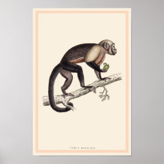 CEBUS MONACHUS MONKEY PRINT