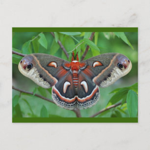 Cecropia Moth Postcard