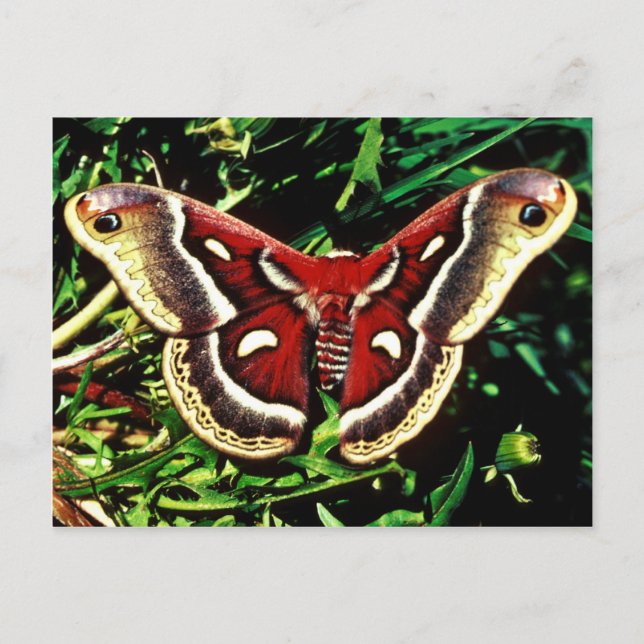Cecropia moth postcard (Front)