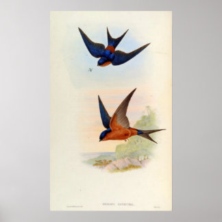 Cecropis Hyperythra (Sri Lanka swallow) Poster