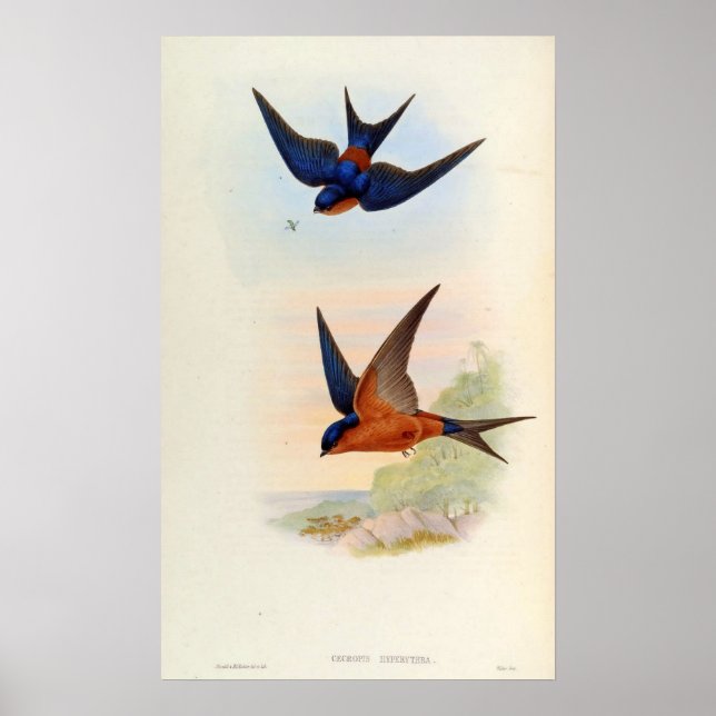 Cecropis Hyperythra (Sri Lanka swallow) Poster (Front)