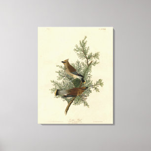 Cedar Bird, Cedar Waxwing Audubon Birds of America Canvas Print