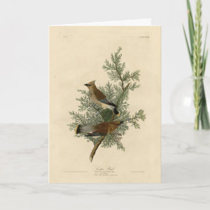 Cedar Bird, Cedar Waxwing Audubon Birds of America Card