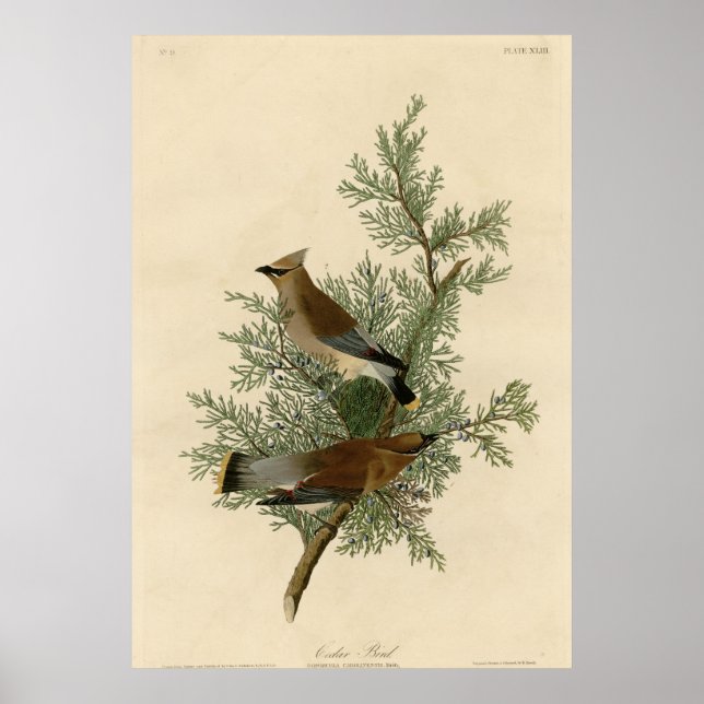Cedar Bird Poster (Front)