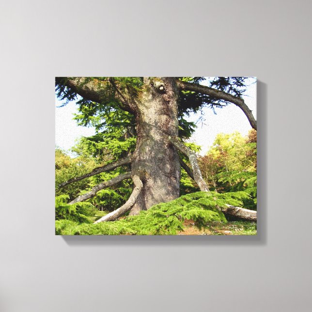 Cedar-of-Lebanon Tree Canvas Print (Front)