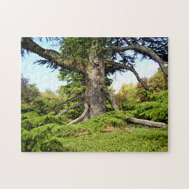 Cedar-of-Lebanon Tree Photo Puzzle with Gift Box (Horizontal)