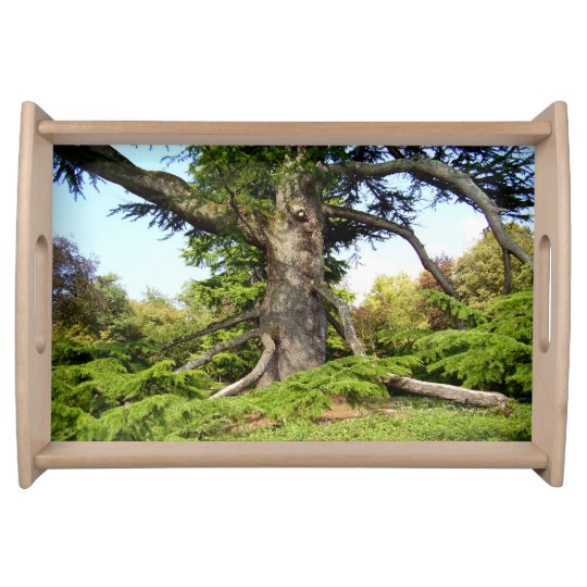 Cedar-of-Lebanon Tree Serving Tray