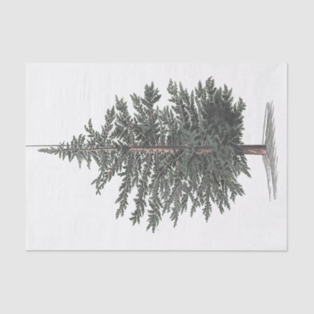 Cedar Tree Plant Tissue Paper (Front)