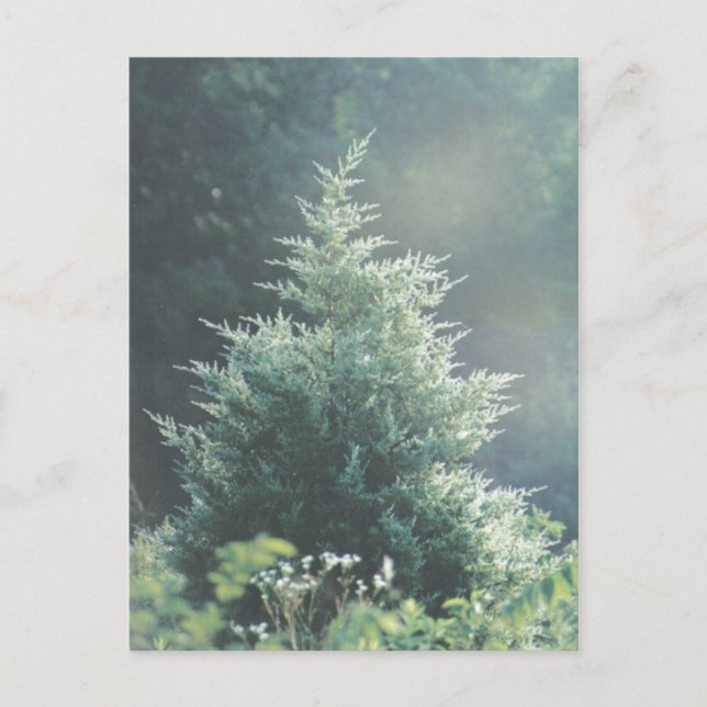 Cedar Tree Postcard (Front)