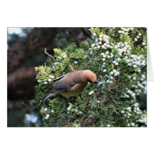 Cedar Tree & Waxwing