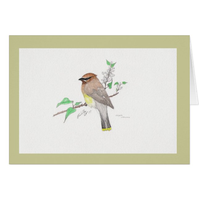 Cedar Waxwing (Front Horizontal)