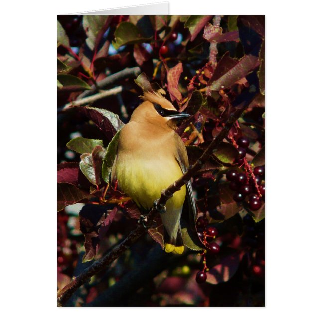 Cedar Waxwing (Front)