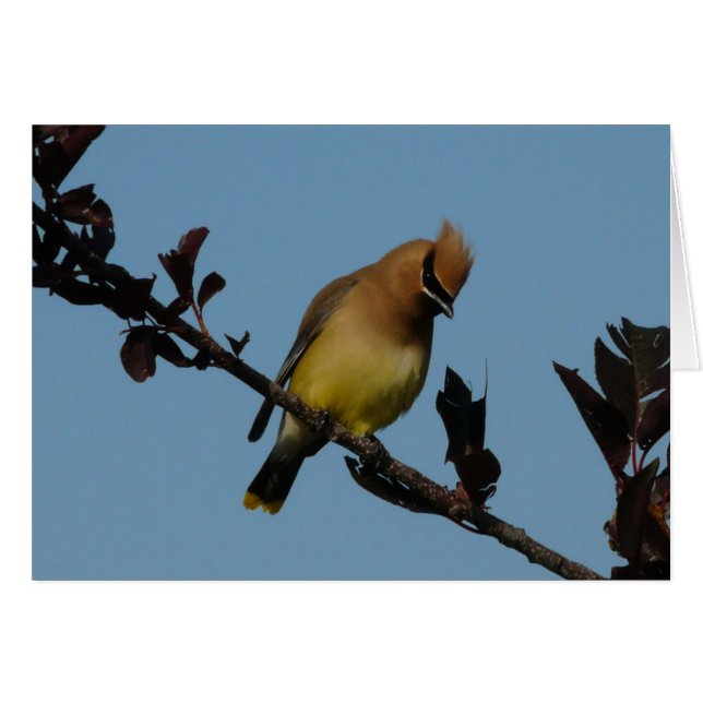 Cedar Waxwing 2 (Front Horizontal)
