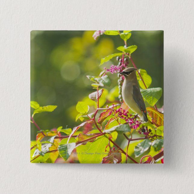 Cedar Waxwing  And Poke Berries On A Tree 2 Inch Square Button (Front)