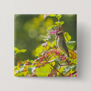 Cedar Waxwing And Poke Berries On A Tree 2 Inch Square Button
