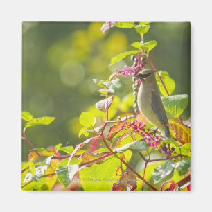 Cedar Waxwing And Poke Berries On A Tree Magnet