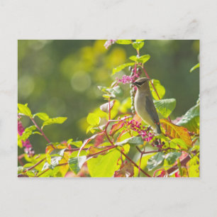 Cedar Waxwing  And Poke Berries On A Tree Postcard