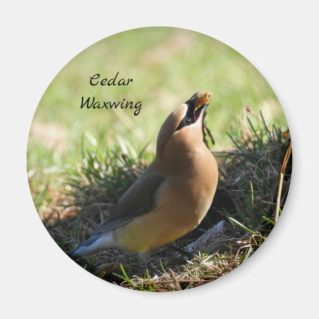 Cedar Waxwing bird Magnet (Front)