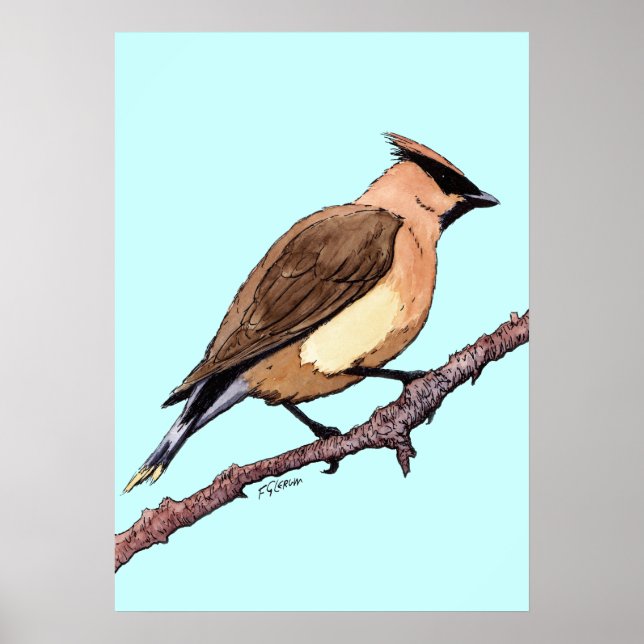 cedar waxwing bird poster (Front)