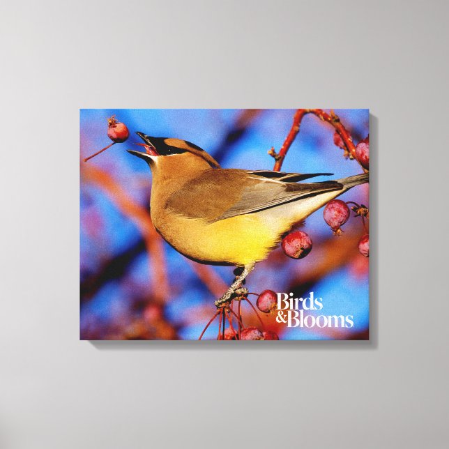 Cedar Waxwing Canvas Print (Front)